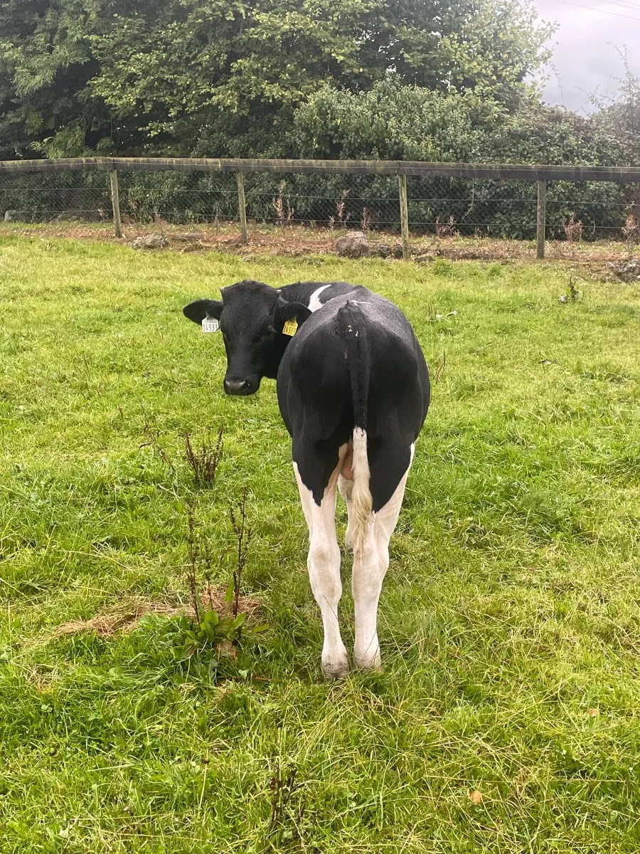 Friesian stock bull - Image 2