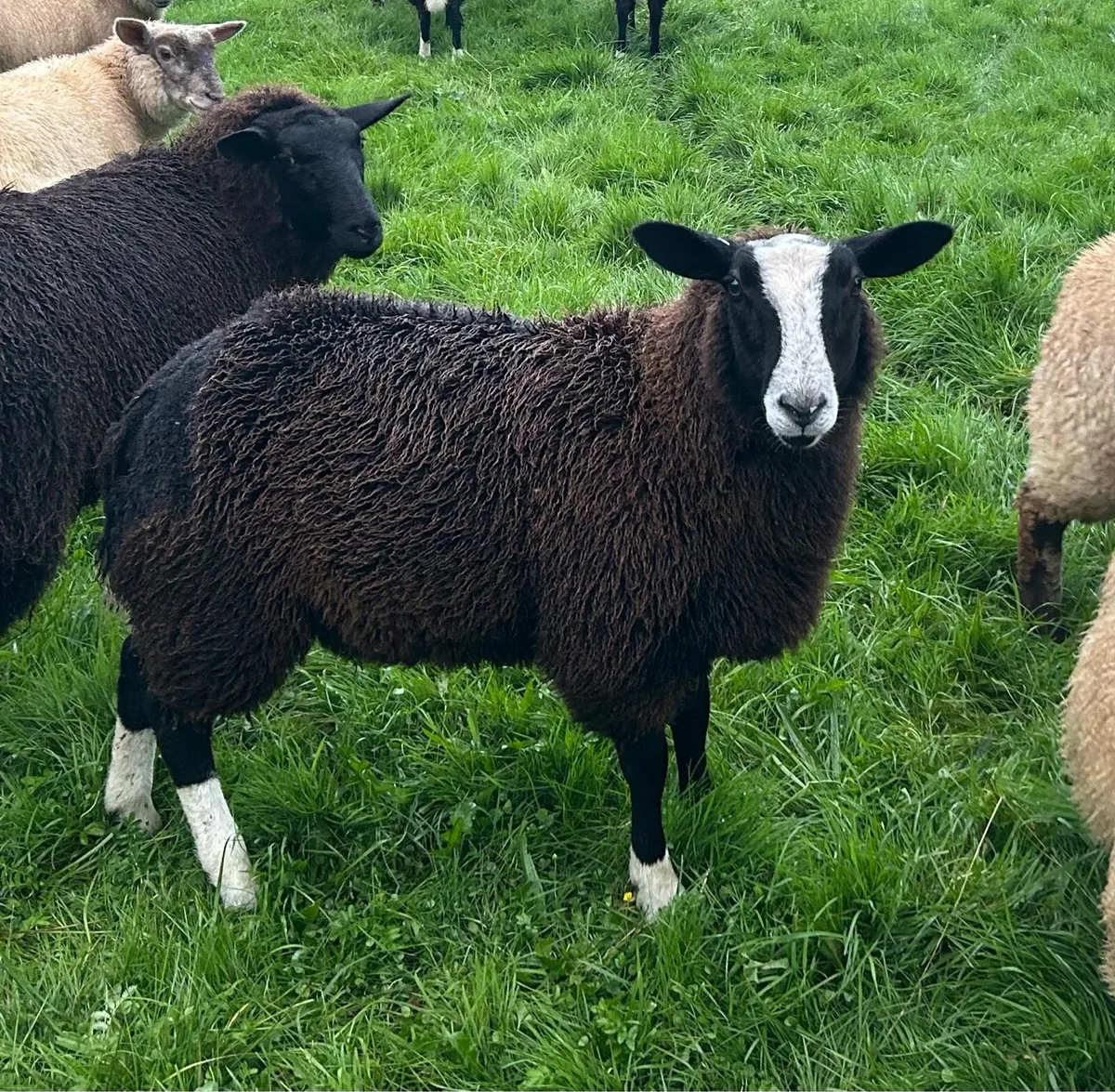 Zwartbles sheep - Image 2