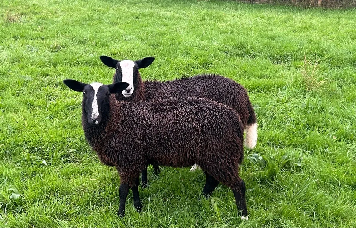 Zwartbles sheep - Image 3