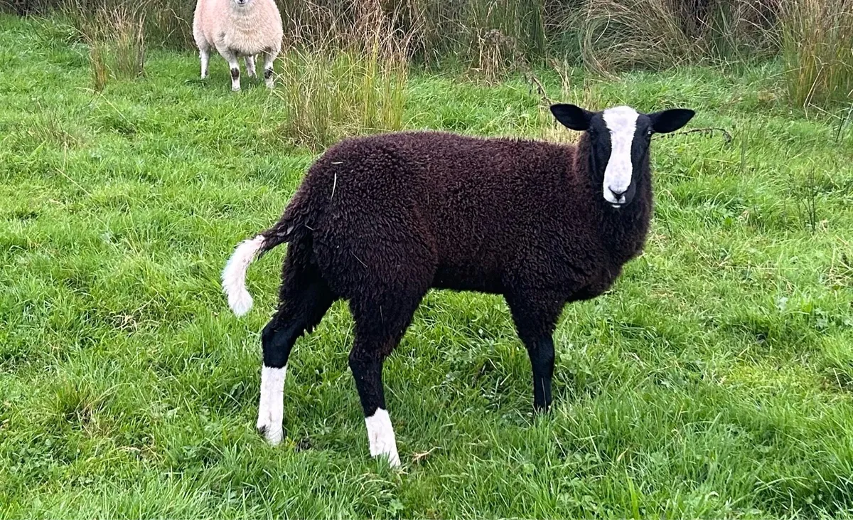Zwartbles sheep - Image 4