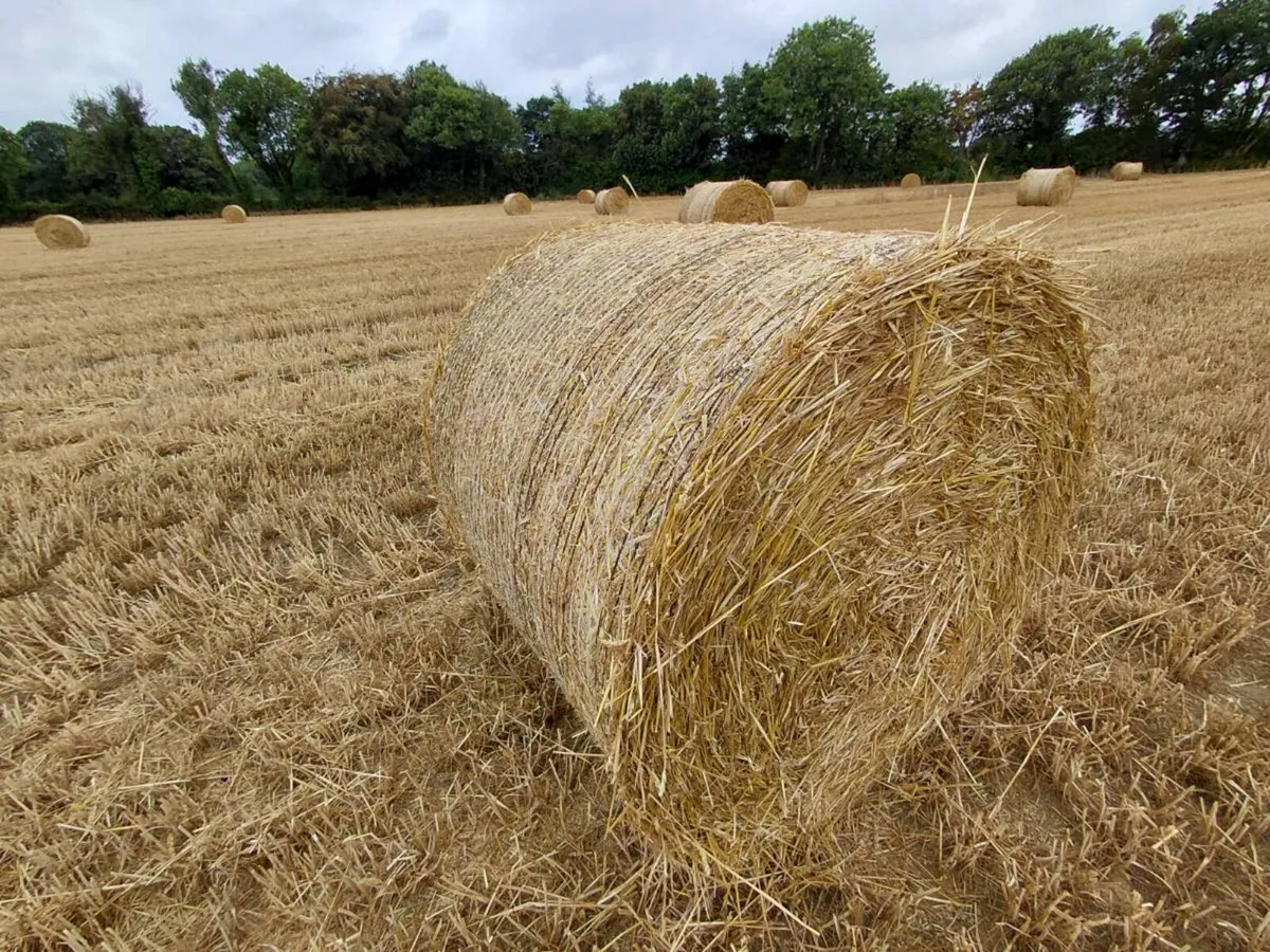 Wheaten Straw - Image 1