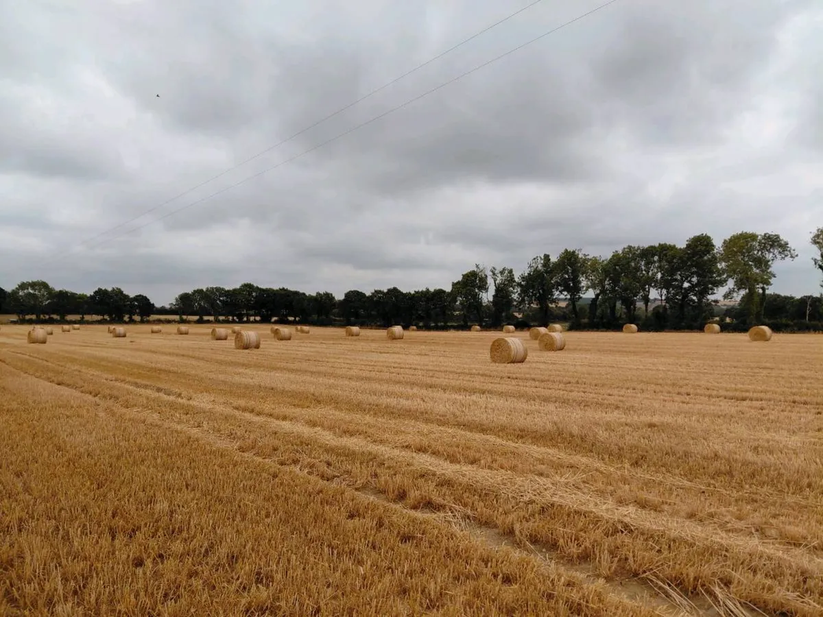 Wheaten Straw - Image 2
