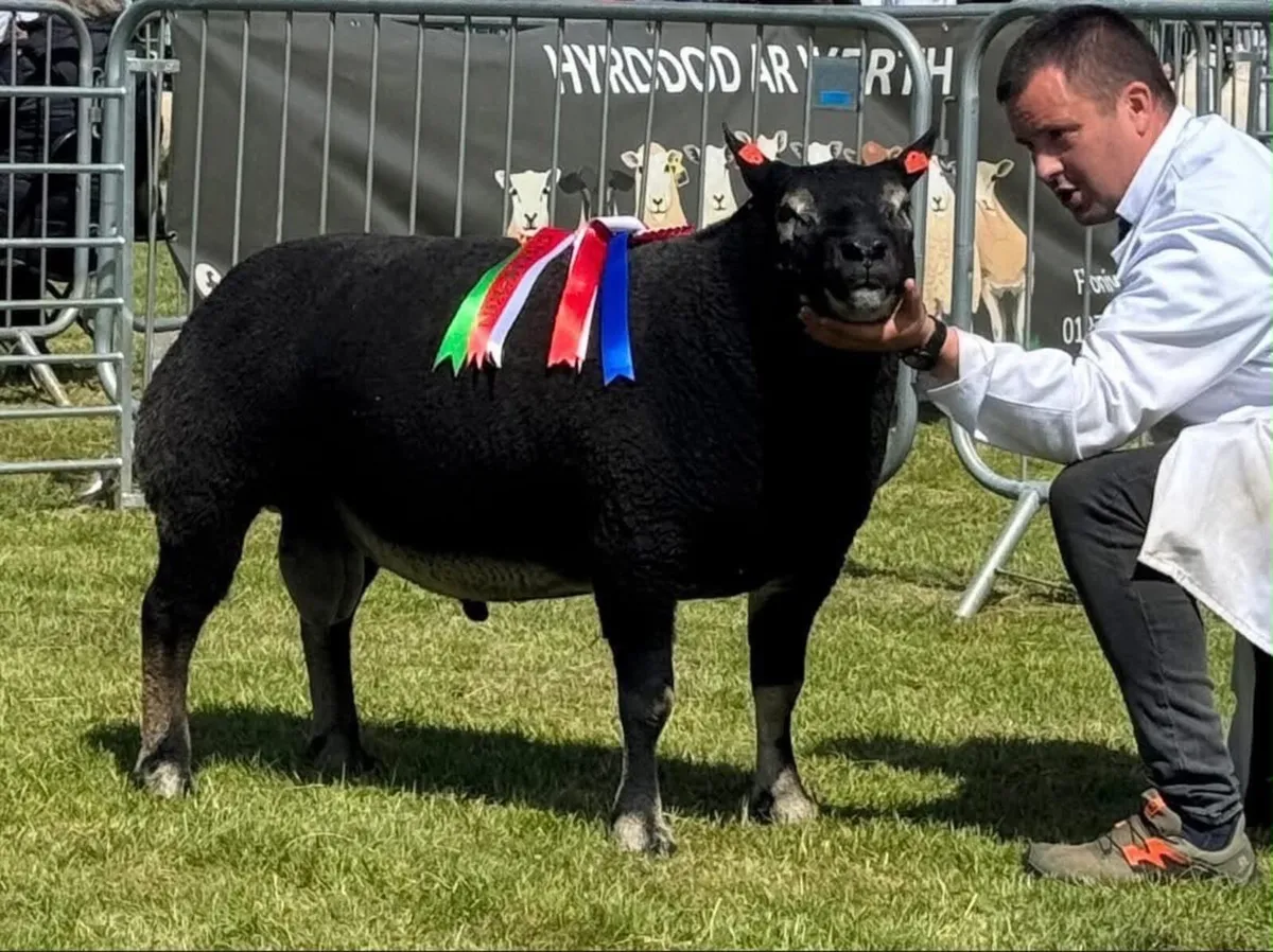 Blue Texel society Premier sale - Image 1