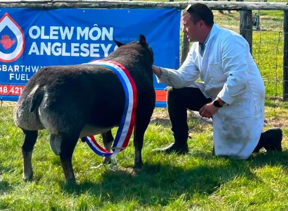 Blue Texel society Premier sale - Image 2