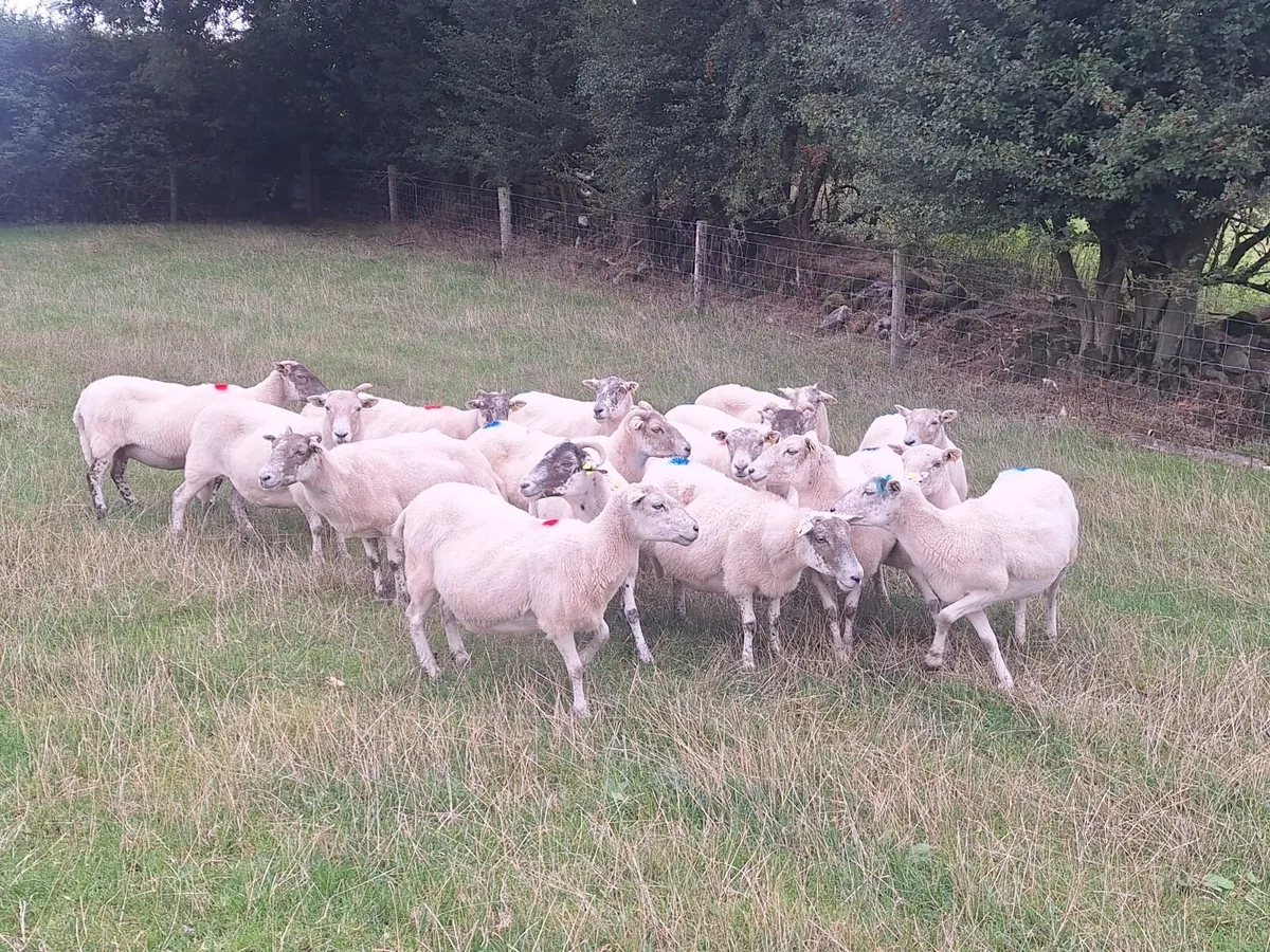 Easycare x Lanark ewes - Image 2
