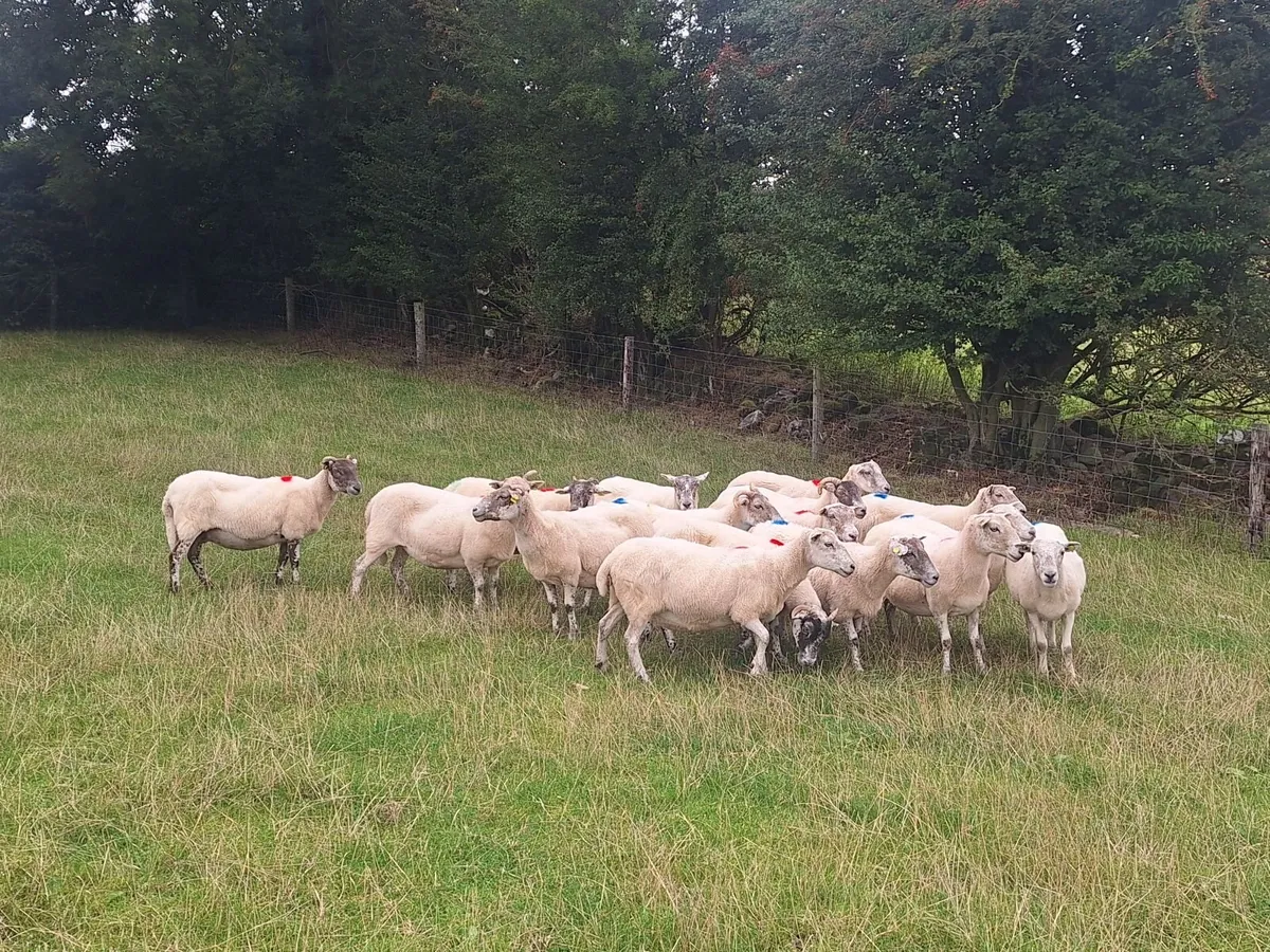 Easycare x Lanark ewes - Image 3