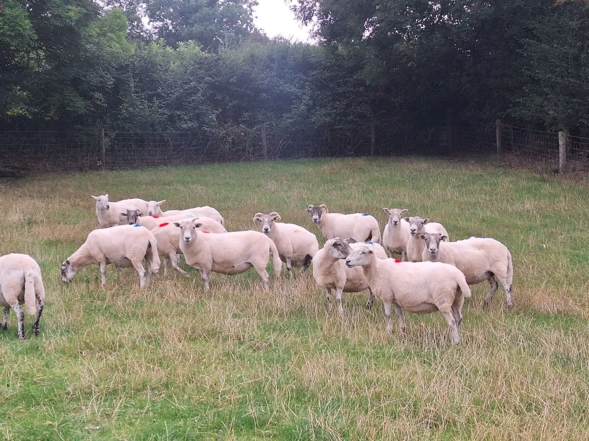 Easycare x Lanark ewes - Image 1