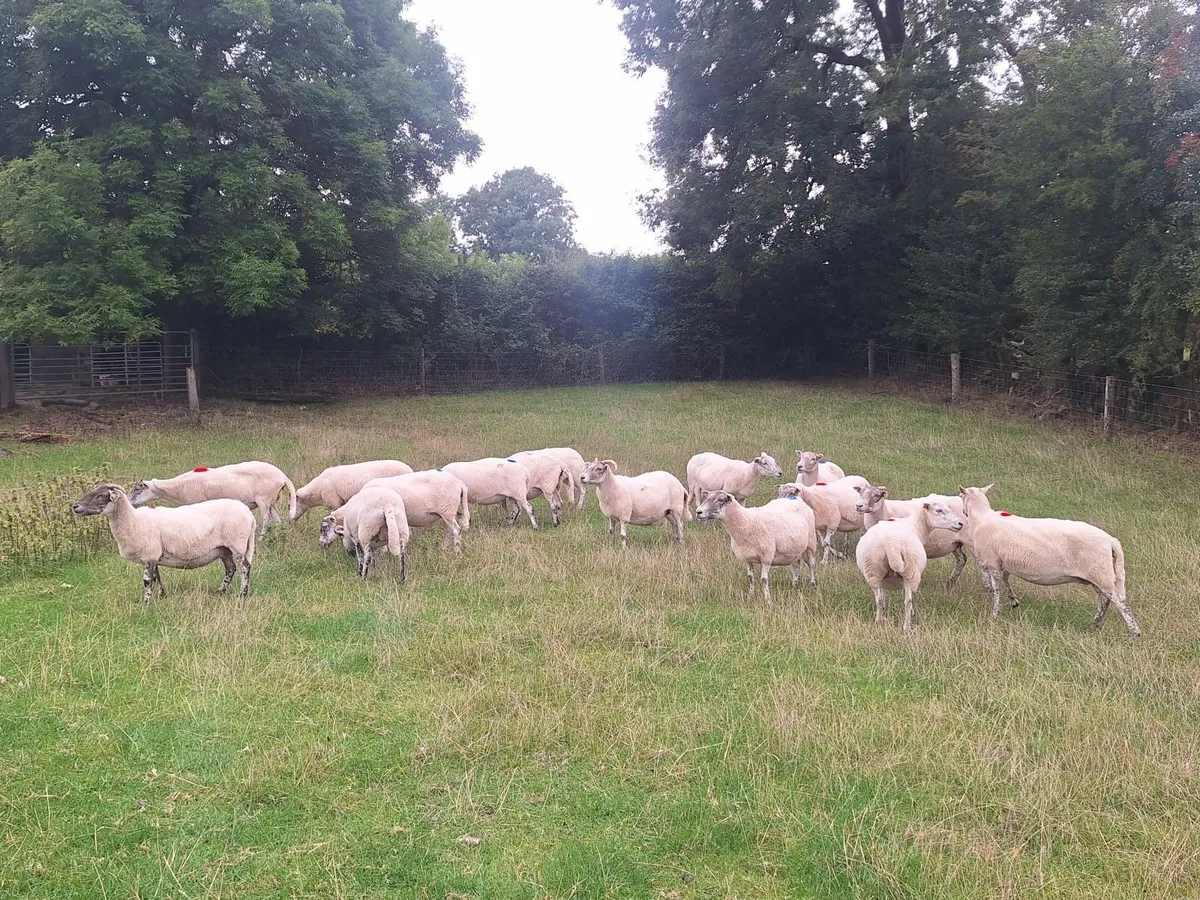 Easycare x Lanark ewes - Image 4