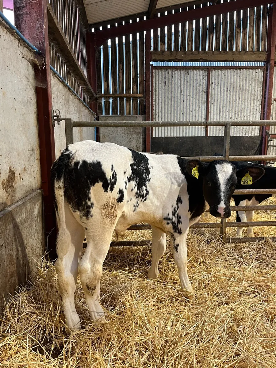 Four Belgian Blue Bulls - Image 1