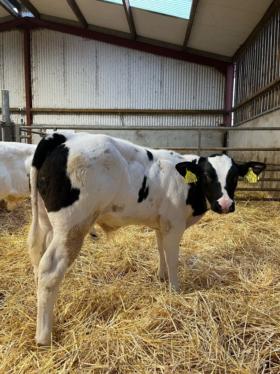Four Belgian Blue Bulls - Image 2