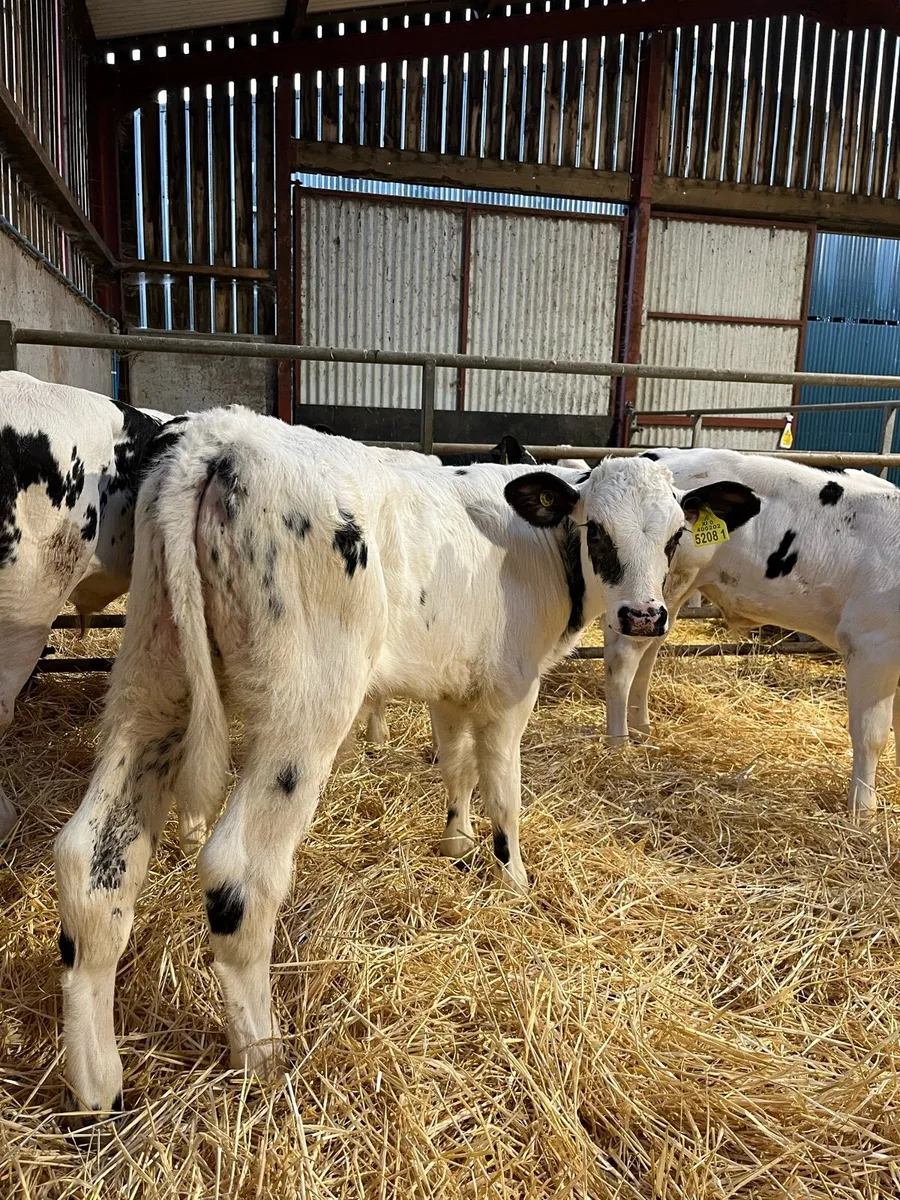 Four Belgian Blue Bulls - Image 3