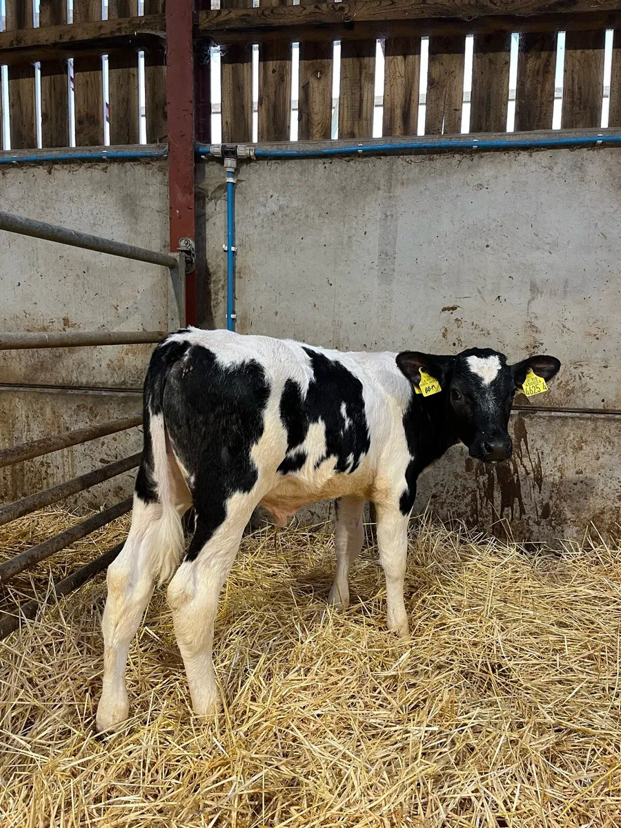 Four Belgian Blue Bulls - Image 4