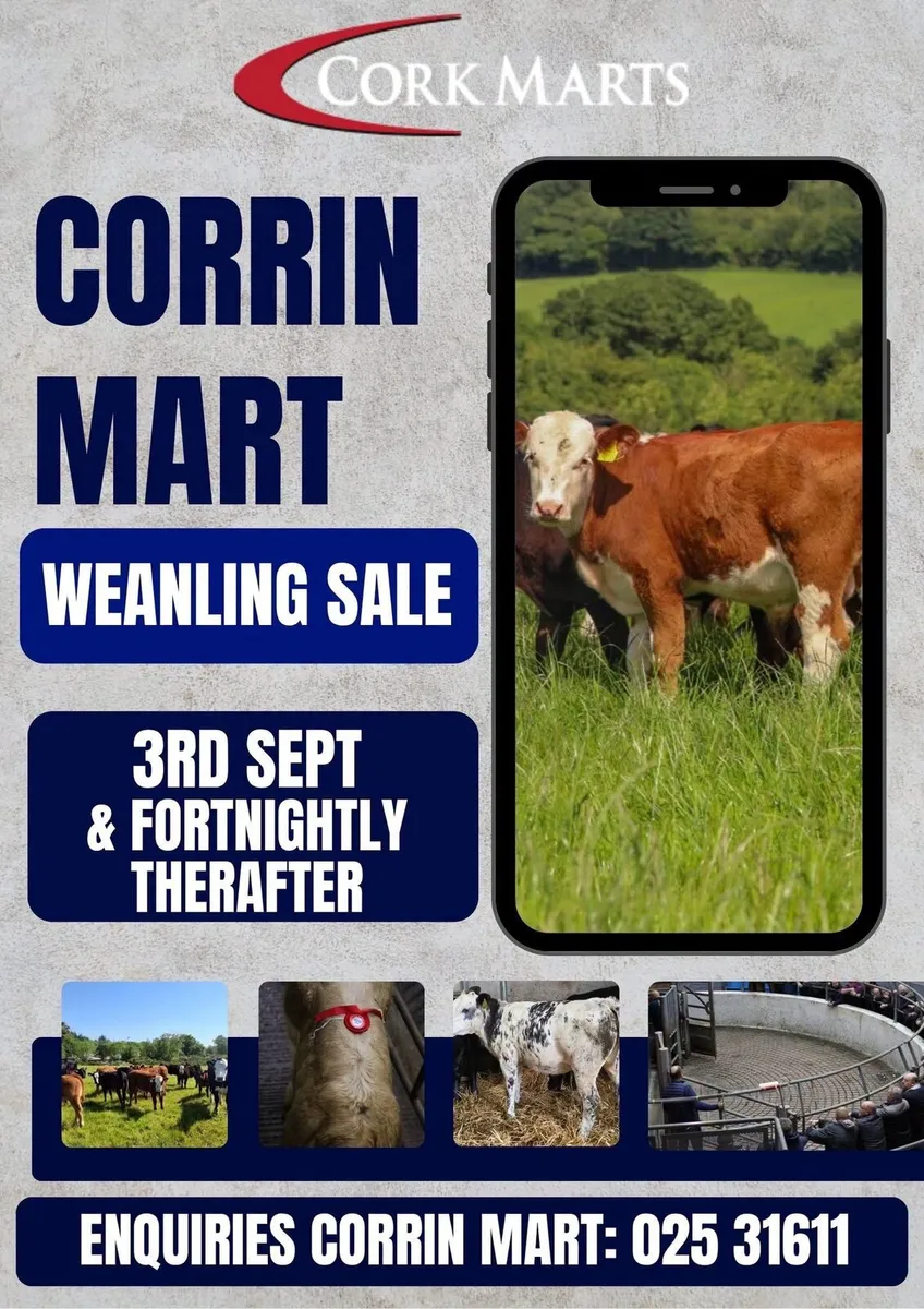 Cork Marts Corrin Fermoy Weanlings Thursday - Image 1