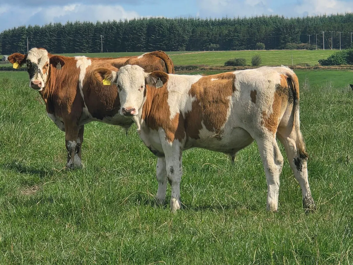Cork Marts Corrin Fermoy Weanlings Thursday - Image 2