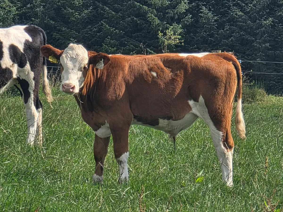Cork Marts Corrin Fermoy Weanlings Thursday - Image 3