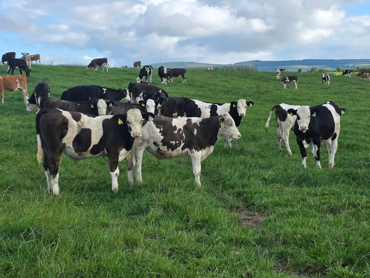 Cork Marts Corrin Fermoy Weanlings Thursday - Image 4
