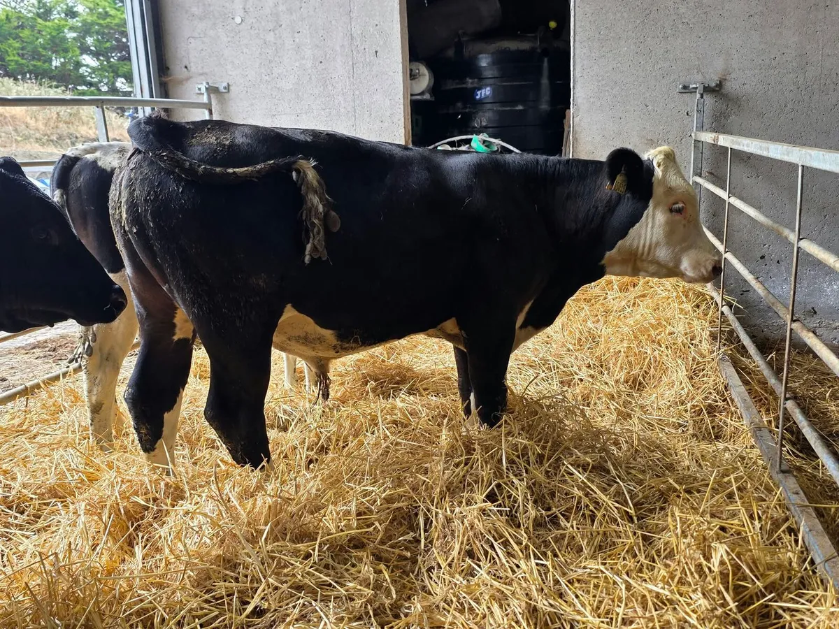 Cork Marts Corrin Fermoy Weanlings Thursday 17th - Image 4