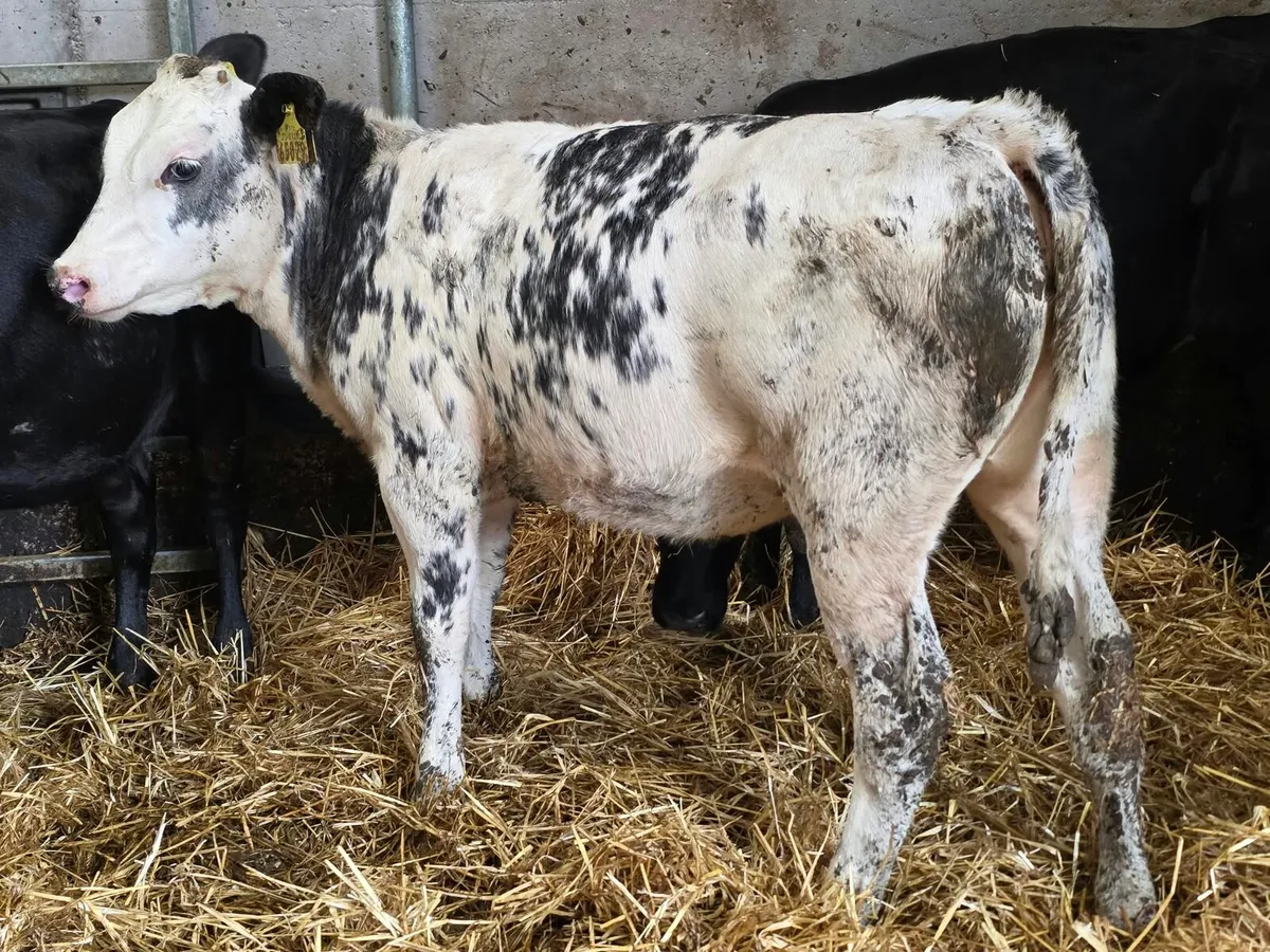 Cork Marts Corrin Fermoy Weanlings Thursday 17th - Image 3