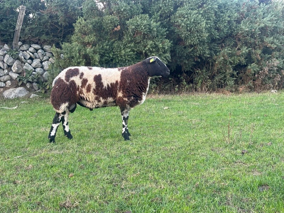 Pedigree Dutch Spotted Ram Lambs - Image 2