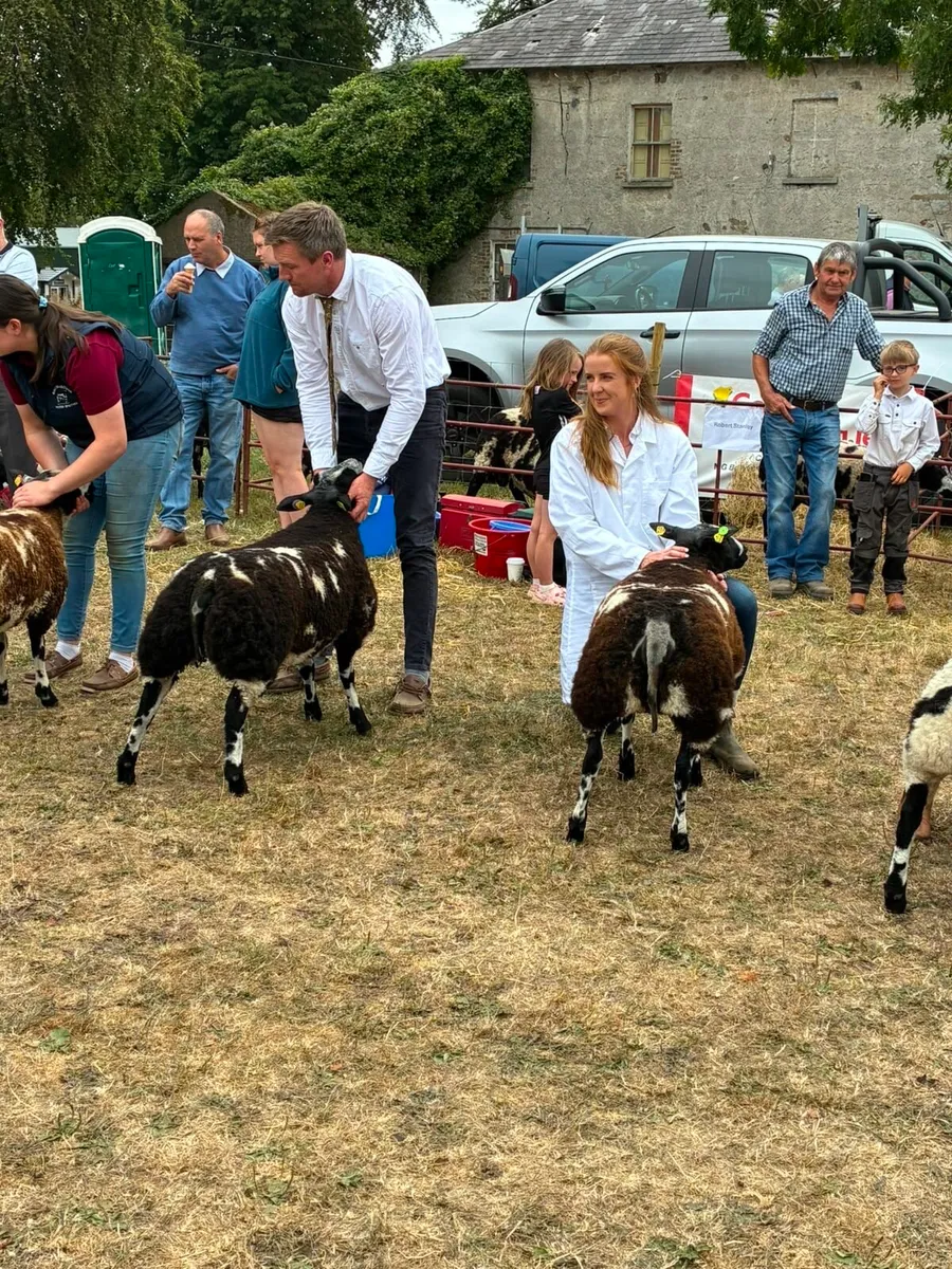 Pedigree Dutch Spotted Ram Lambs - Image 4