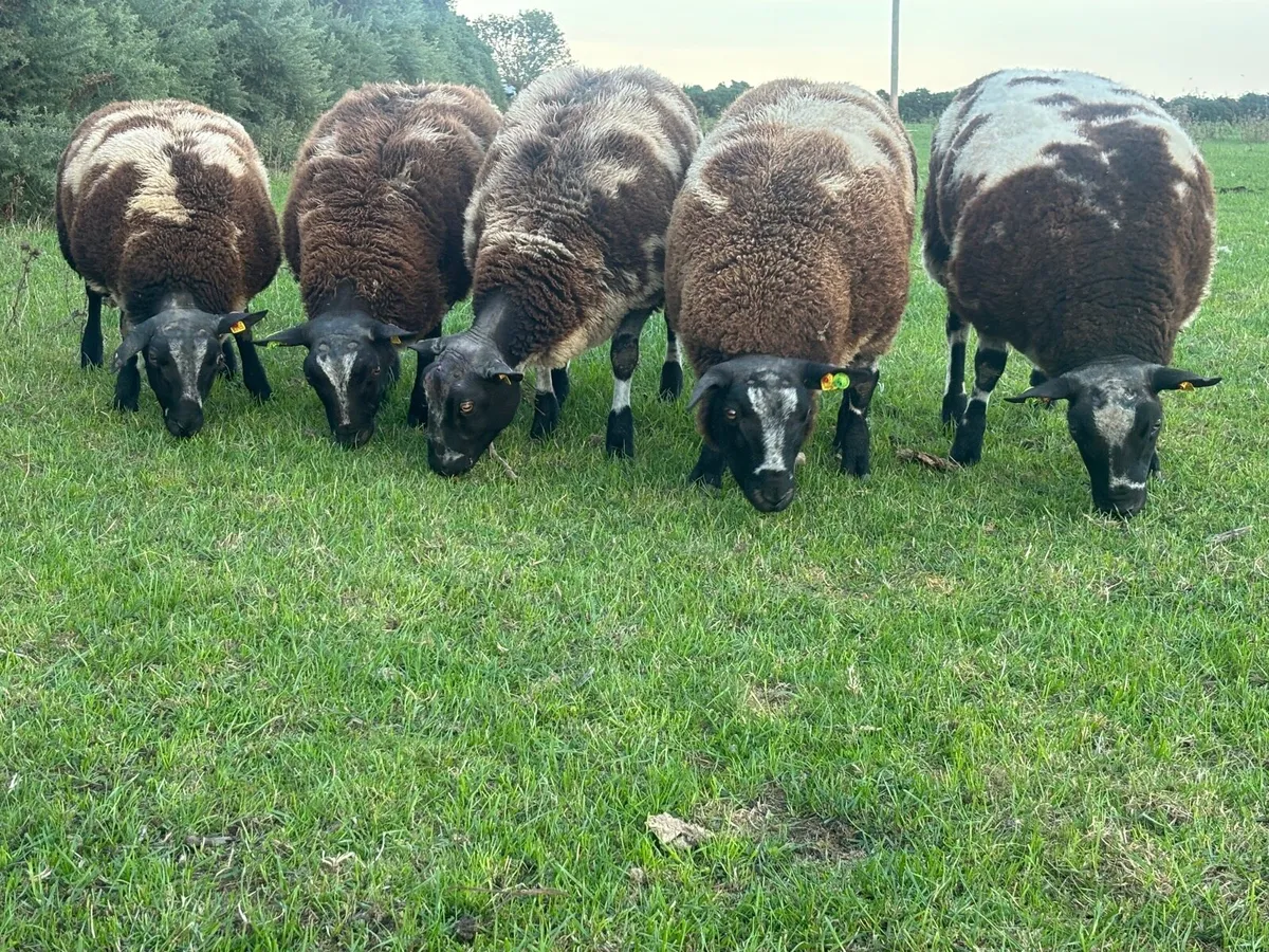 Pedigree Dutch Spotted Ram Lambs - Image 3