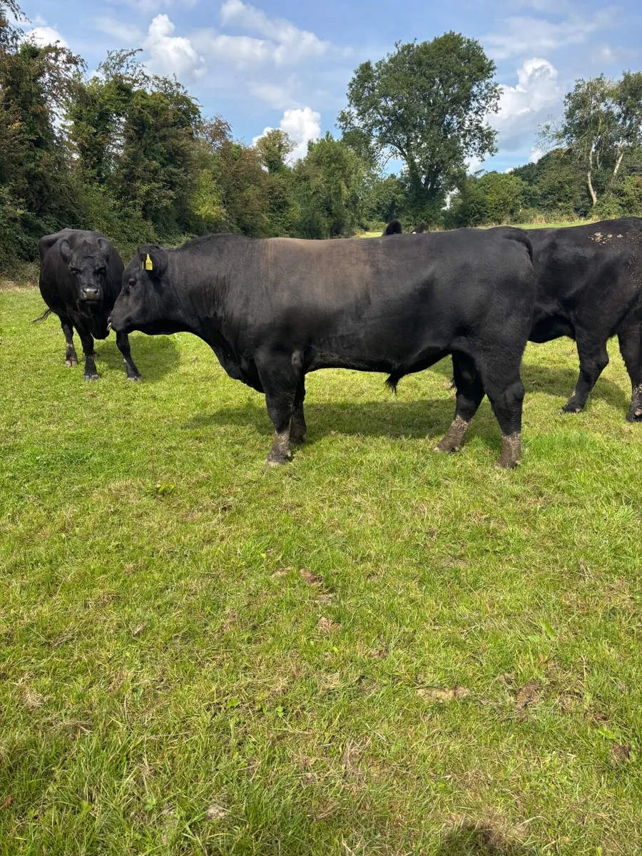 Angus bull - Image 3