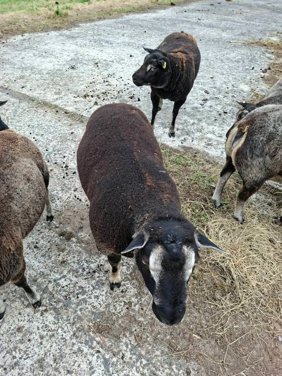 Dassenkop badgerface texel rams - Image 1