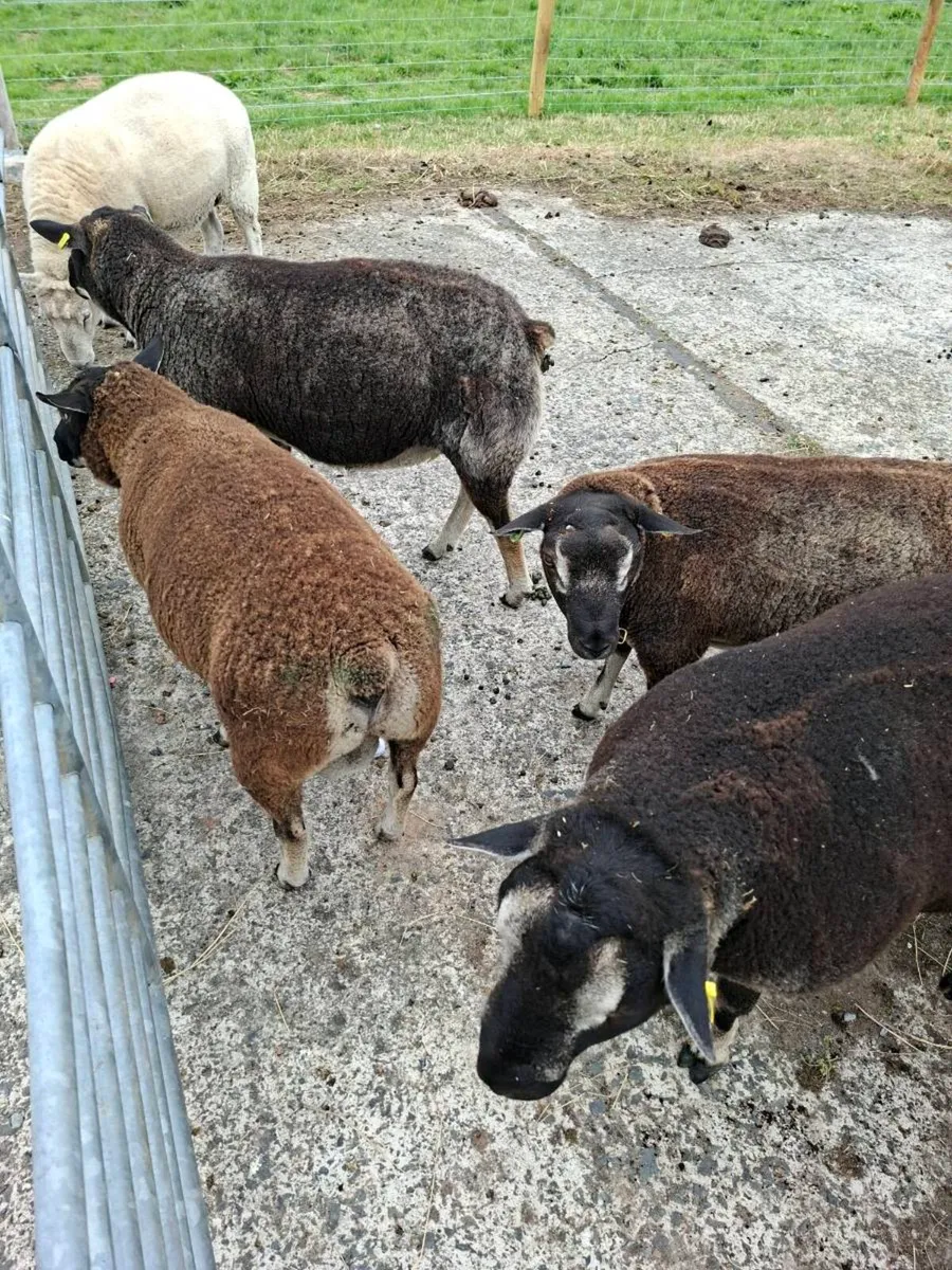 Dassenkop badgerface texel rams - Image 2