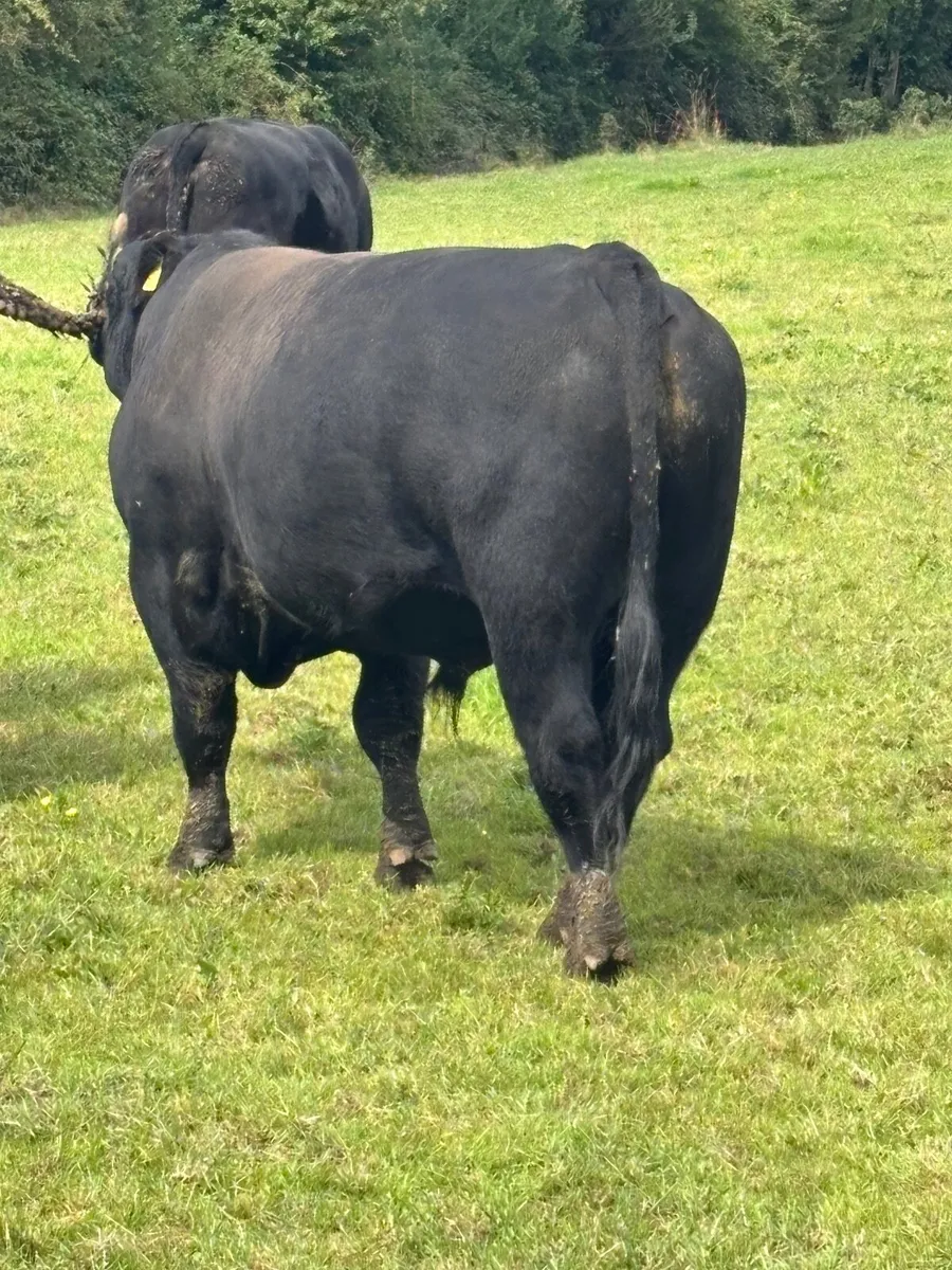 Angus bull - Image 1
