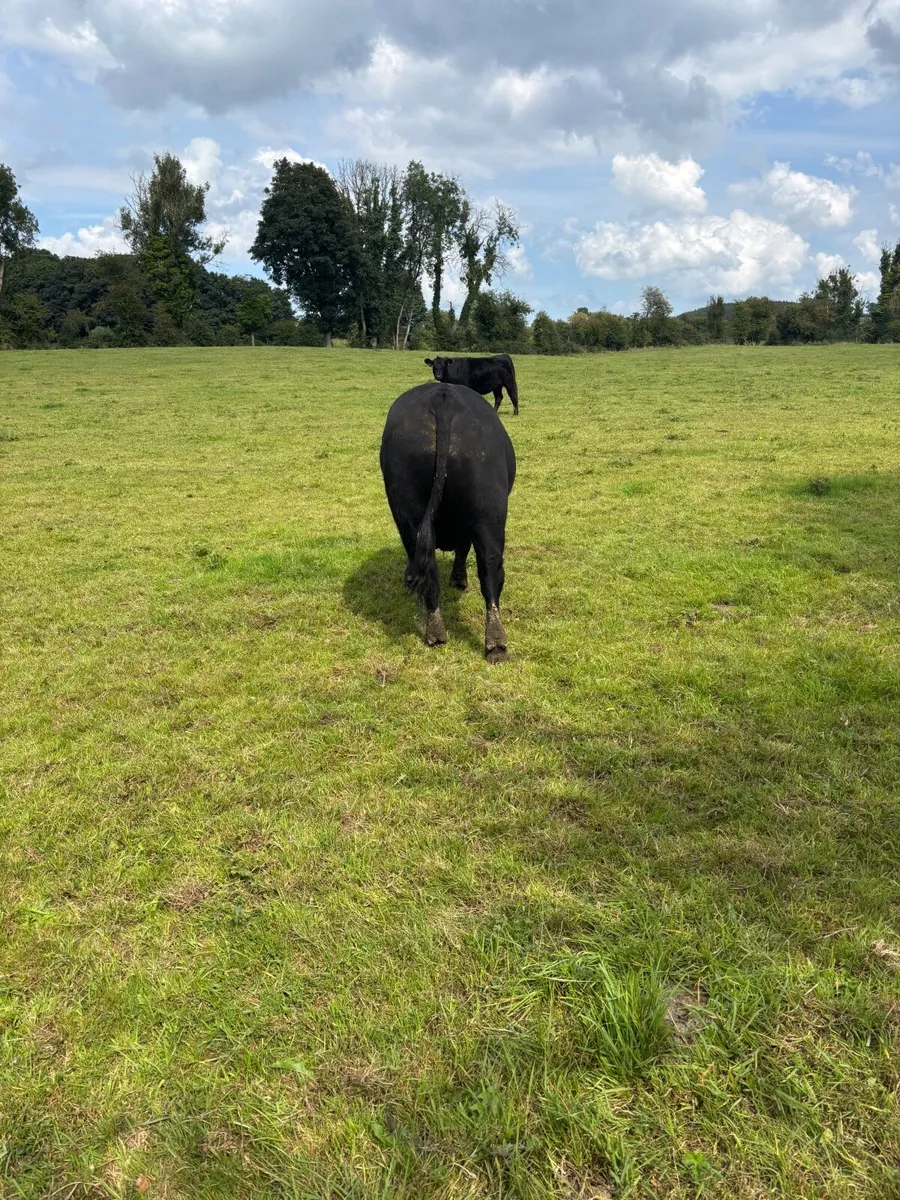 Angus bull - Image 2