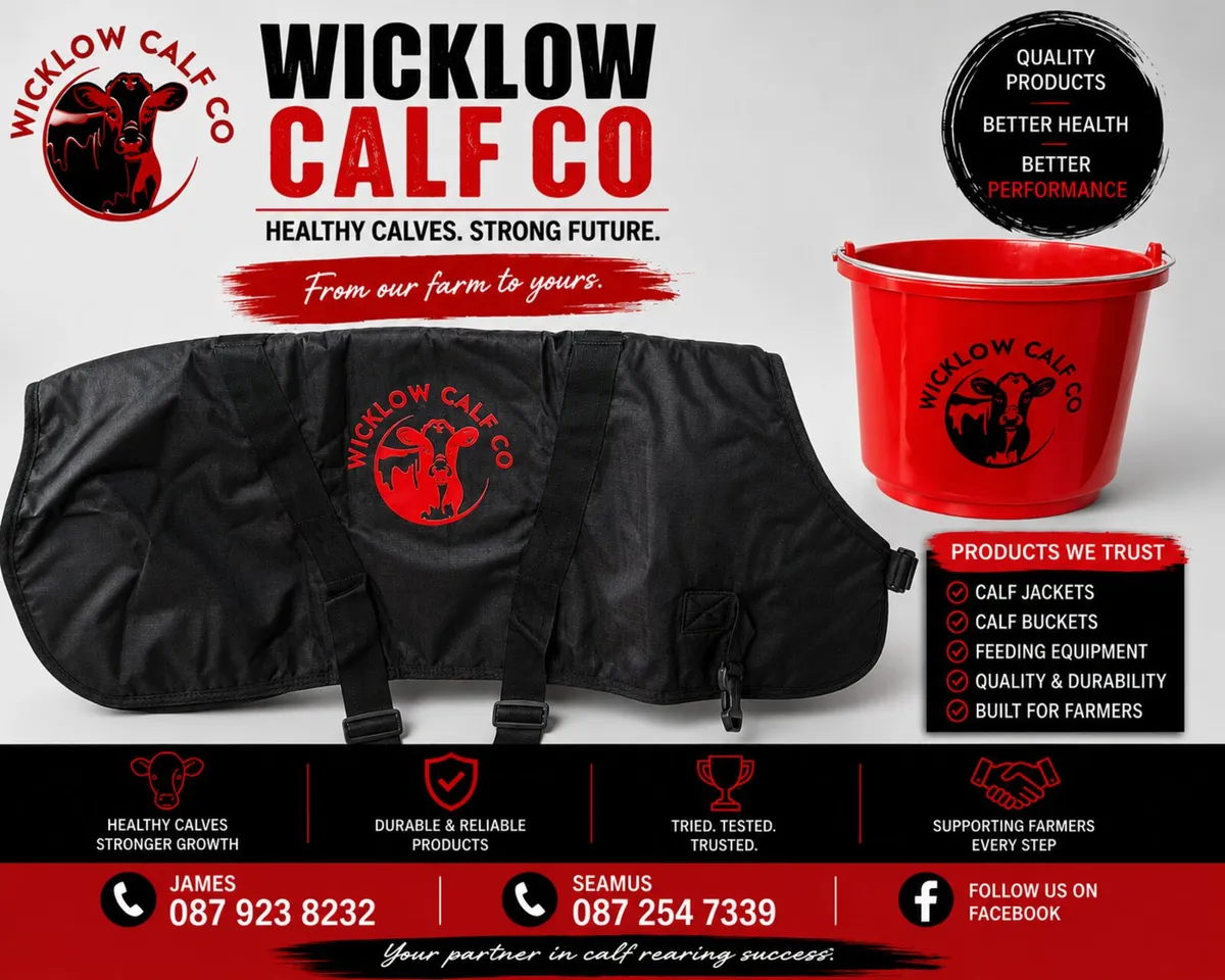 36 Quality calves available @Wicklow calf - Image 3