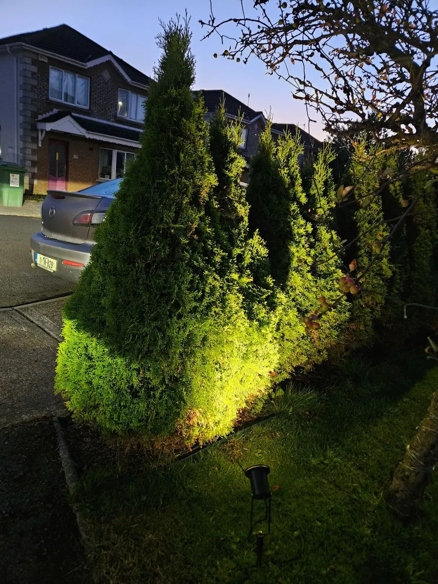 Smaragd thujas - Image 2