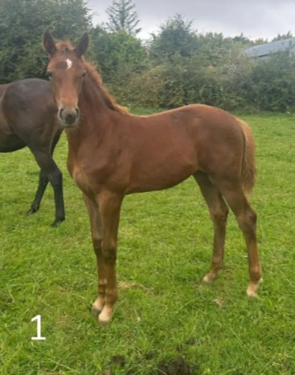 5 Irish Sport Horses - Image 1