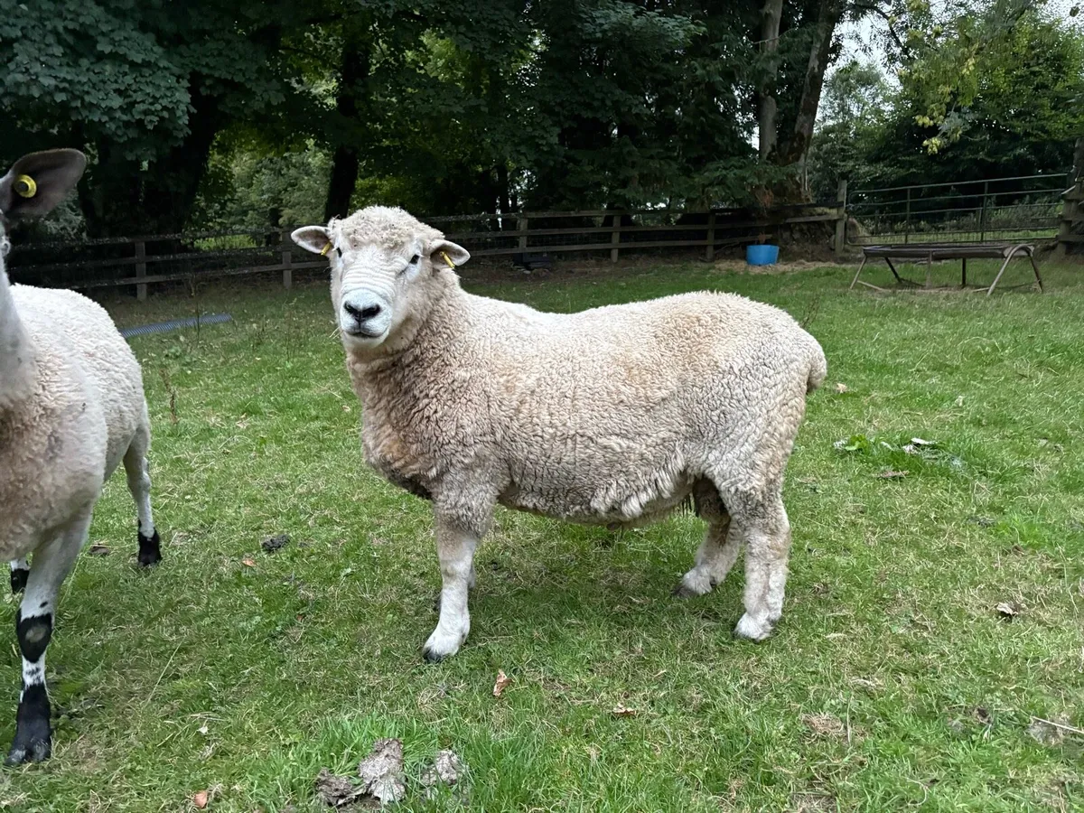 Romney Ram - Image 1