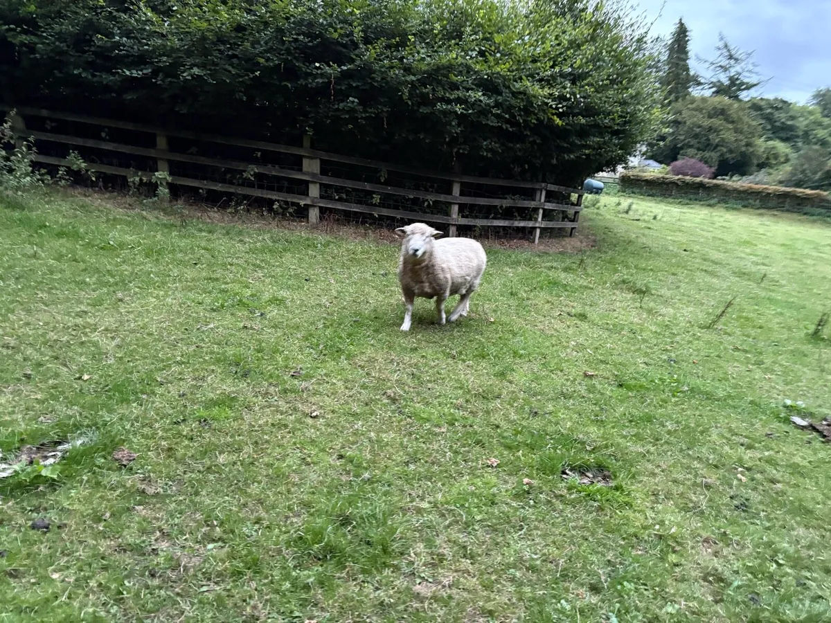 Romney Ram - Image 2