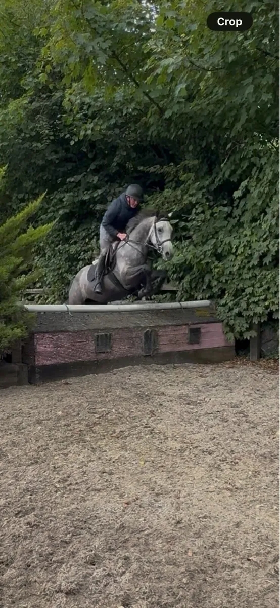 Potential Allrounder - Image 3