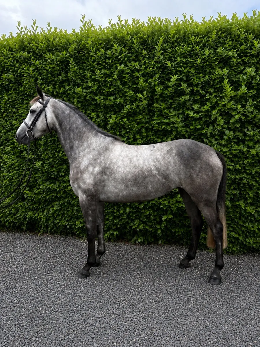 Potential Allrounder - Image 1
