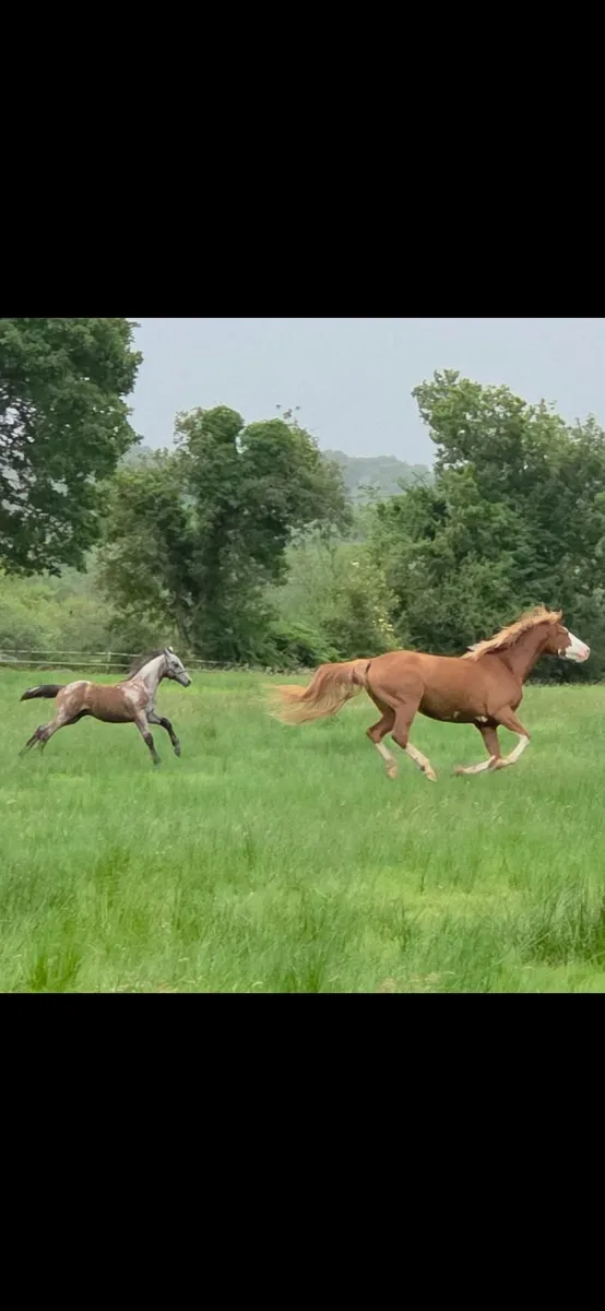 Connemara colt foal - Image 1