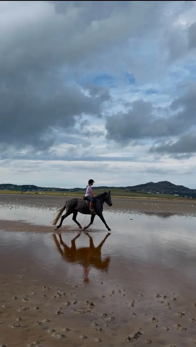 Connemara Gelding - Image 3