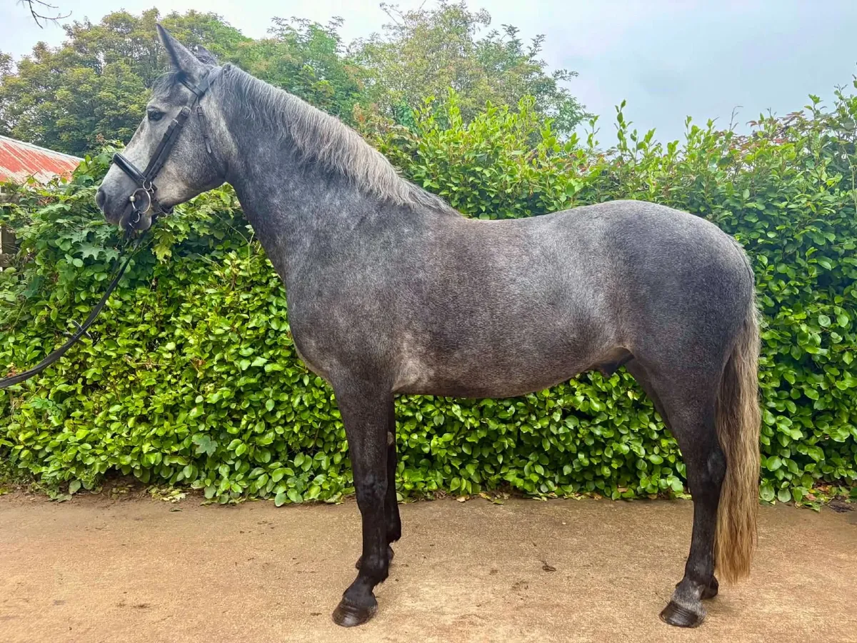 Connemara Gelding - Image 1