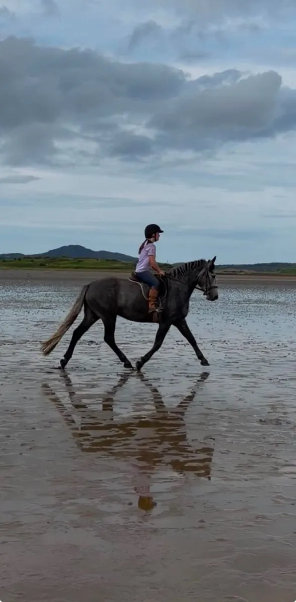 Connemara Gelding - Image 4