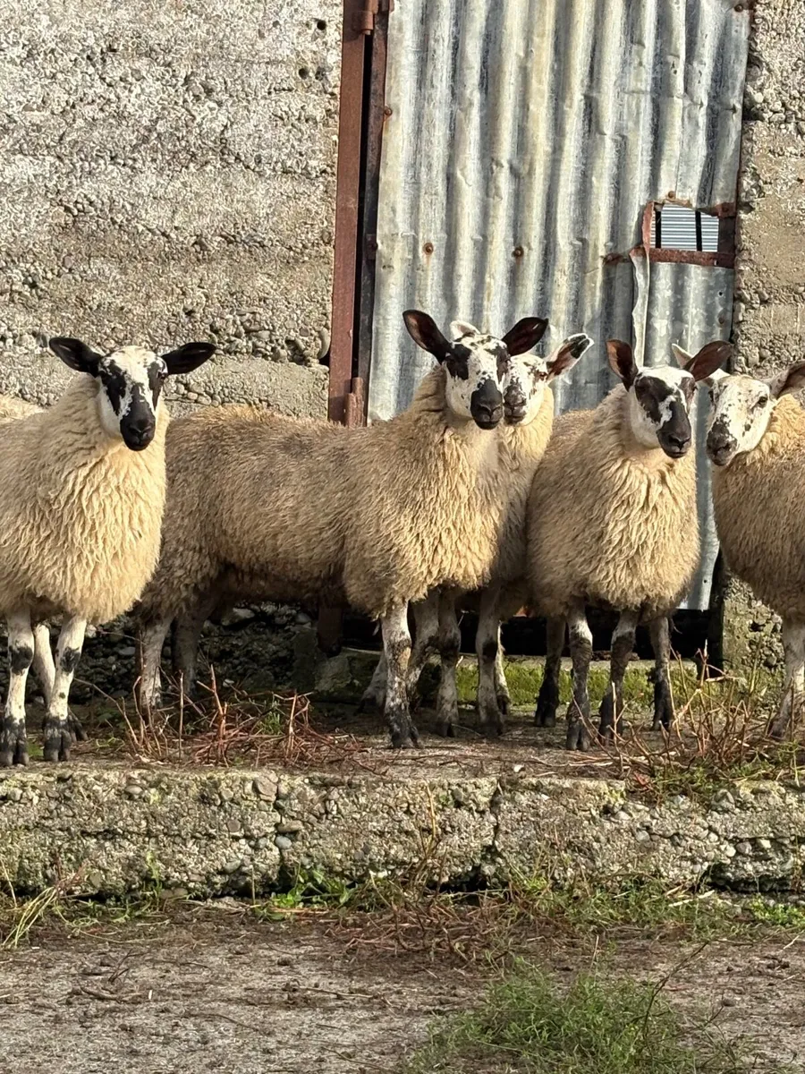 Milford ewe lamb mid Kerry mart 3rd September - Image 2