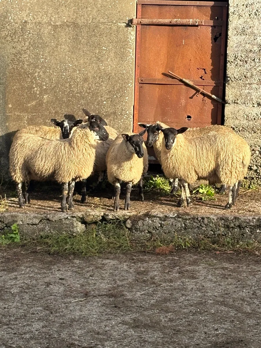 Milford ewe lamb mid Kerry mart 3rd September - Image 3