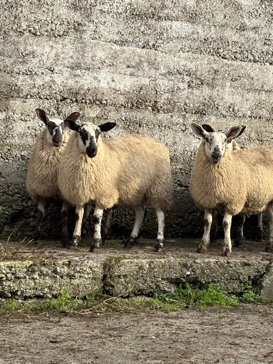 Milford ewe lamb mid Kerry mart 3rd September - Image 4