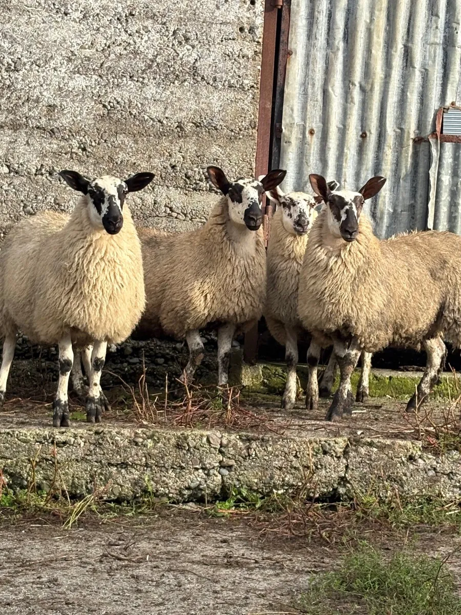 Milford ewe lamb mid Kerry mart 3rd September - Image 1
