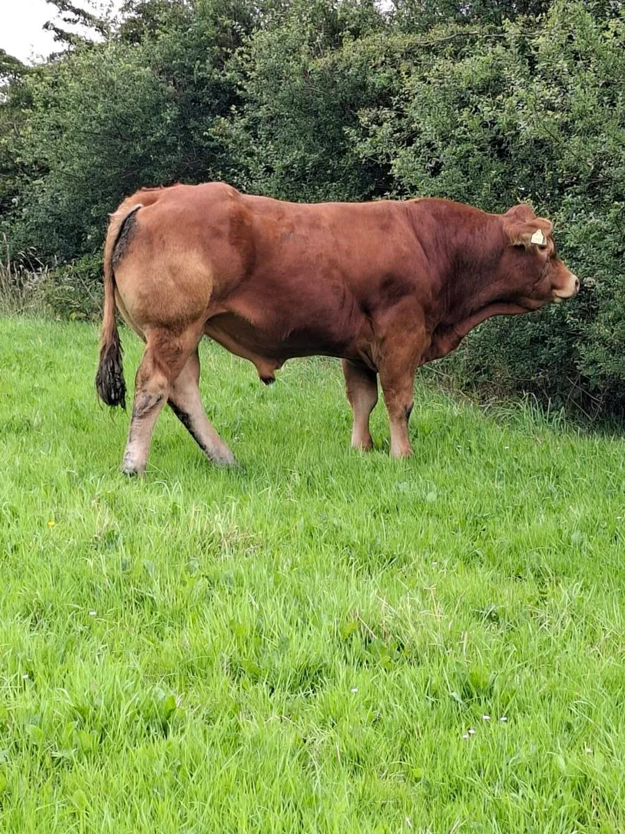 5 STAR P.B.R LIMOUSIN BULLS - Image 1