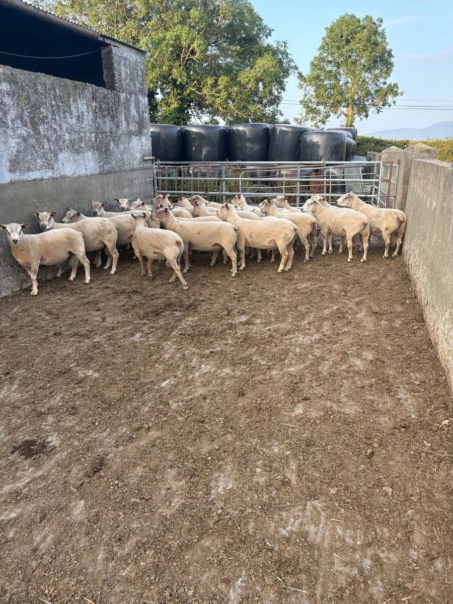 Charollais Hogget rams