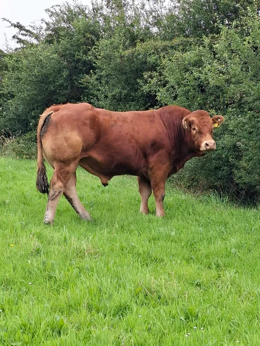 5 STAR P.B.R LIMOUSIN BULLS - Image 2