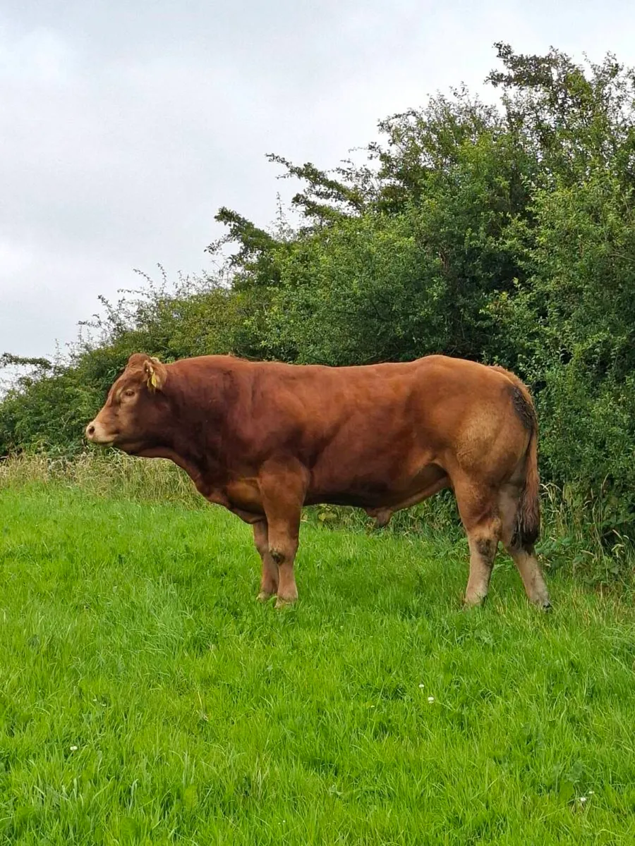 5 STAR P.B.R LIMOUSIN BULLS - Image 3