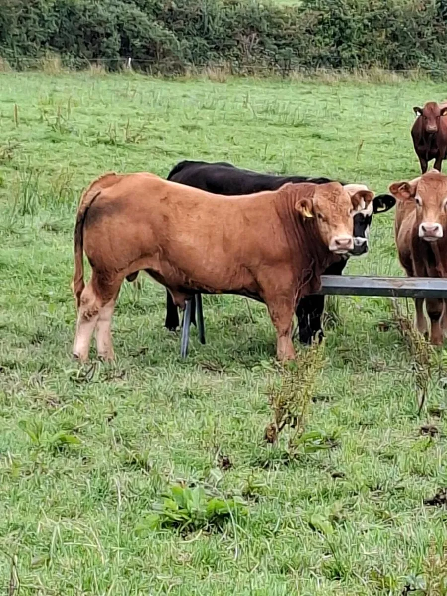 5 STAR P.B.R LIMOUSIN BULLS - Image 4